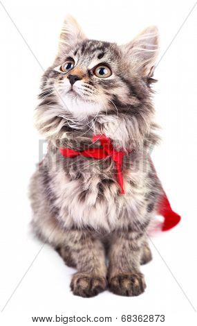 Cat in red cloak, isolated on white. 