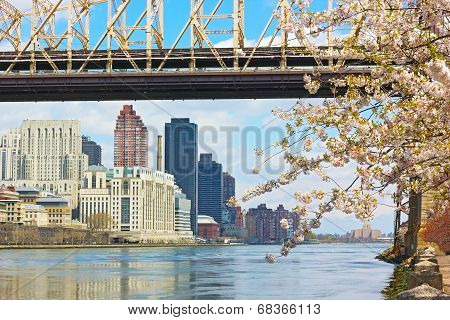 East River Manhattan and Queensborough Bridge during cherry blossom.
