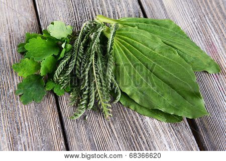 Medicinal herbs on table close-up