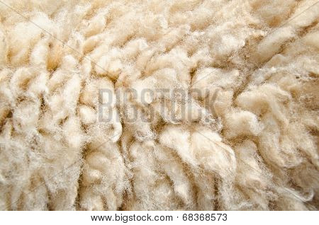 Sheep Wool Skin