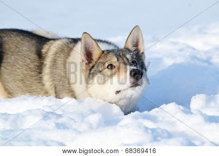 Ohotnichii dogs