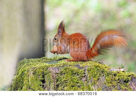 Squirrel