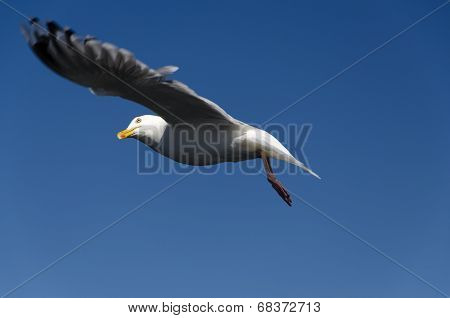 Gull