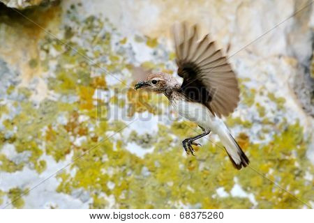 Pied wheatear in natural habitat (Oenanthe pleschanka) - female