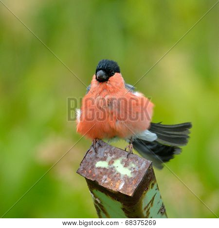 Eurasian bullfinch (Pyrrhula pyrrhula) in natural habitat