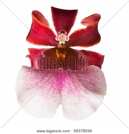 Blooming Beautiful  Dark Cherry With White Orchid Flower Macro, Cambria Is Isolated On White Backgro