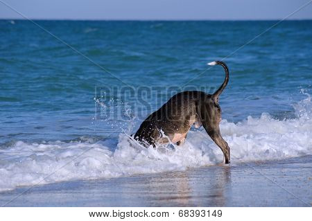 Pitbull dog breed dive headlong into the water on a very hot summer day