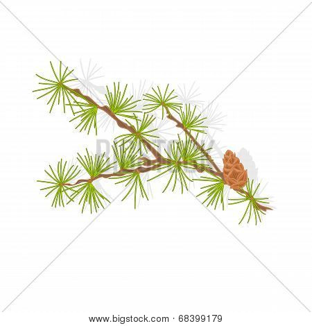 Larch Tamarack Branch Vector