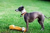 Italian Greyhound Playing In Countryside Park
