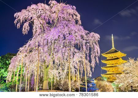 Kyoto, Japan at Toji Pagoda in the spring season.