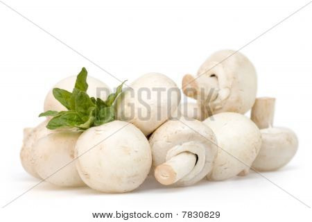 Champignons met Oregano