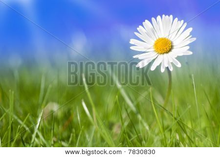 Daisy blomster alene