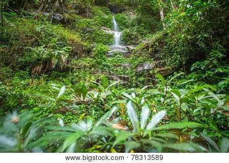 Wwaterfall in the tropical forest