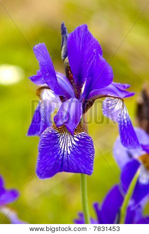 Iris siberiani