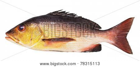 Lutianus bream isolated on white background