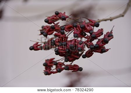 FLOWER SEEDS