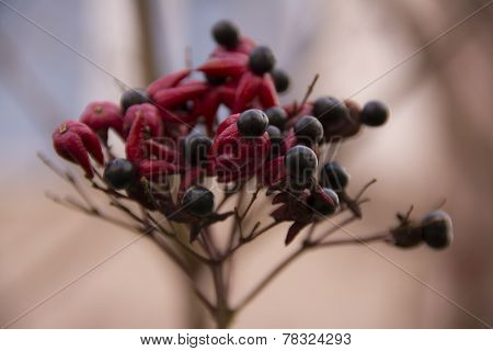 FLOWER SEEDS