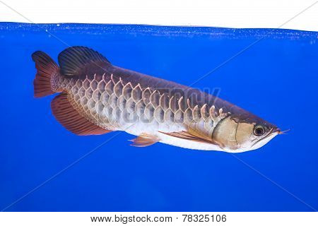 Arowana Fish Series