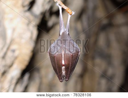 Lesser Horseshoe Bat (Rhinolophus hipposideros)