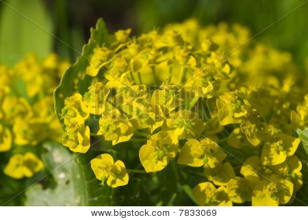 Fleurs d'euphorbe cyprès (euphorbia Cyparissias)