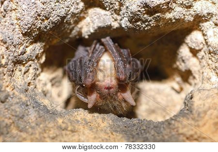 Lesser mouse-eared bat (Myotis blythii)