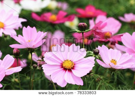 Cosmos flowers and buds