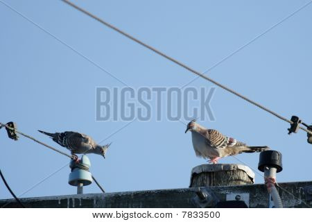 Crested duvor (ocyphaps Lophotes)