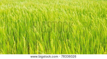 Green Rice Crop Background
