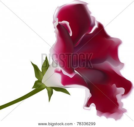 illustration with red gloxinia isolated on white background
