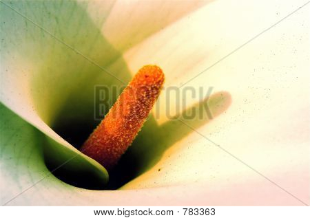 Bílý lily_IGP0760
