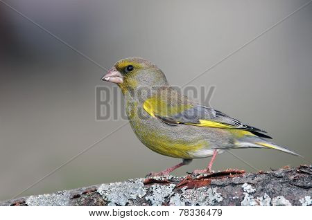 Greenfinch