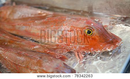 Very Fresh Exotic Fish
