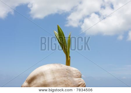 novo broto de coco