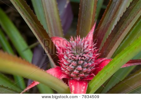flor de abacaxi