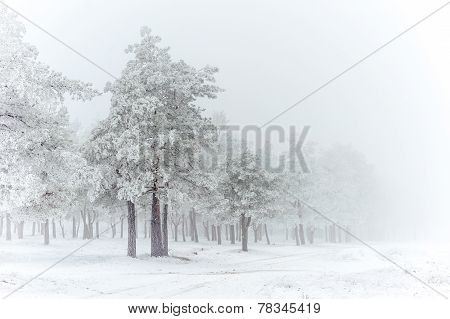 Pine-tree, winter