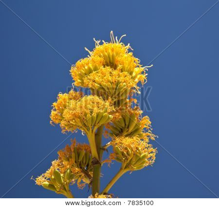 Século plantas flor no deserto