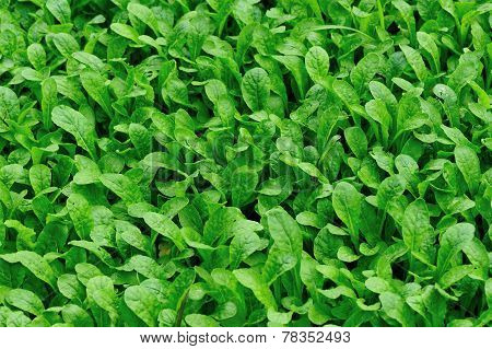 radish sprouts