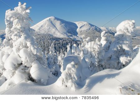 White Mountain top