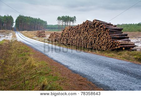 Pine Forest, Stroma And Road
