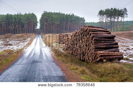Pine Forest, Stroma And Road