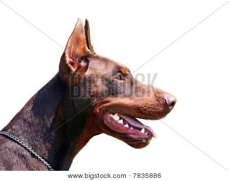 Ritratto di Dobermann