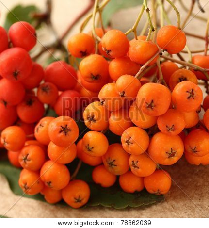 Red Ashberry