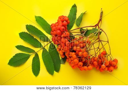 Red Ashberry