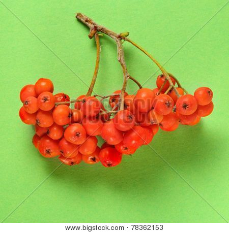 Red Ashberry