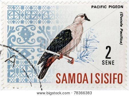 Pacific Pigeon