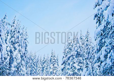 Winter trees