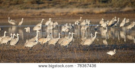 Sandhill cranes at Bosque del Apache National Wildlife Refuge in San Antonio New Mexico