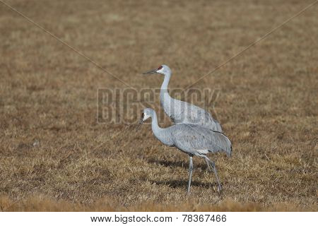 Sandhill cranes at Bosque del Apache National Wildlife Refuge in San Antonio New Mexico