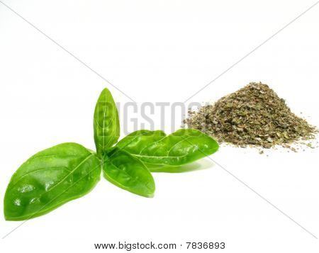 Sweet basil