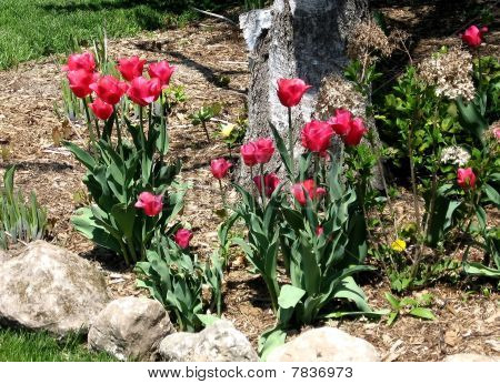 Thornhill tulipánů 2007
